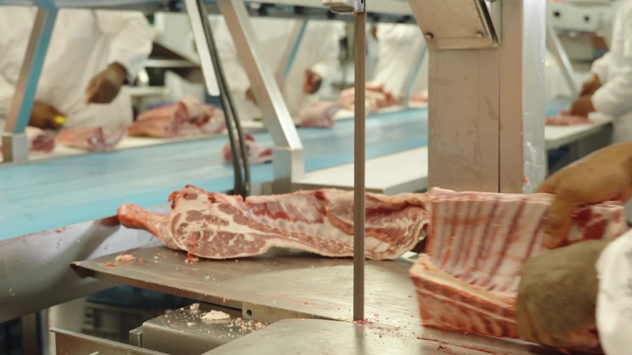 Worker in protective gear guides a large pork rib section through a bandsaw on a busy cutting line in a modern meat facility.
