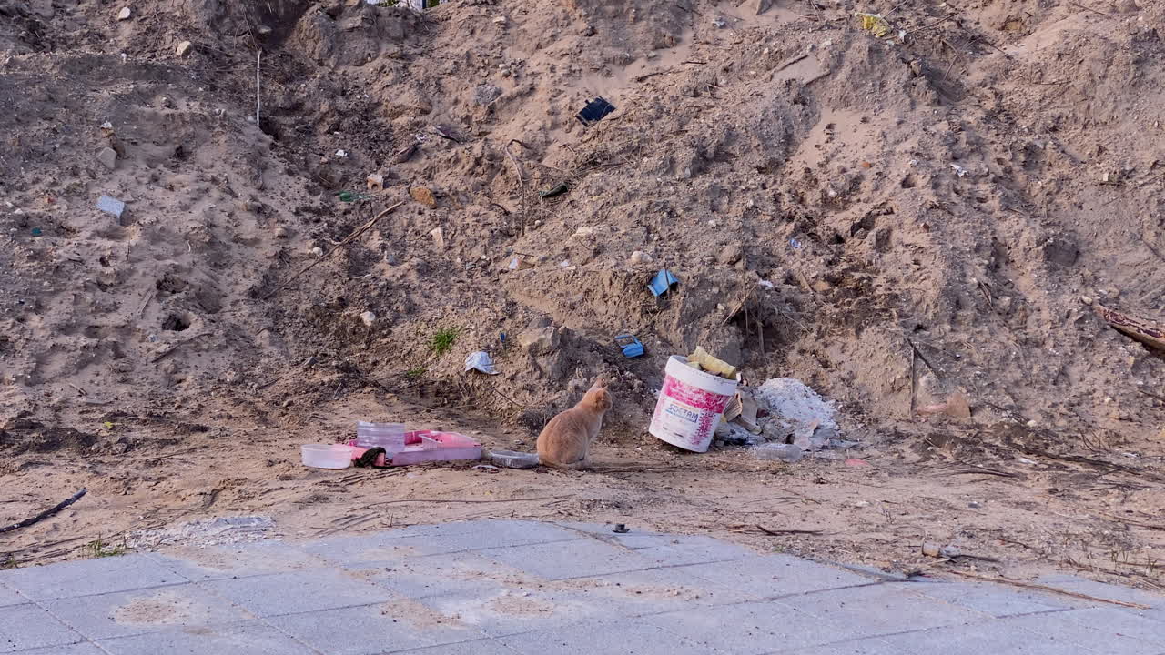 Orangefarbene Katze sitzt auf schmutzigem Boden neben Bauschutt und Müll, was städtische Umweltprobleme und Tieraussetzung darstellt.