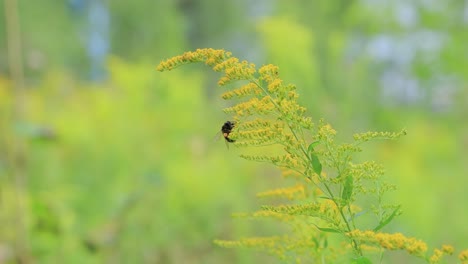 shaggy bumblebee pollinating and collects nectar from the yellow flower of the plant
