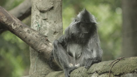 mono langur plateado sentado en una rama mirando alrededor