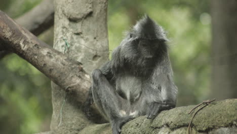 silvery langur monkey sitting on a branch looking around