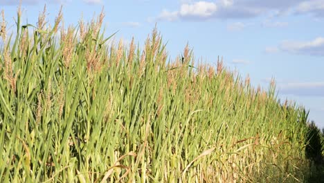 side view of corn field underneath blue sky on a warm and windy evening