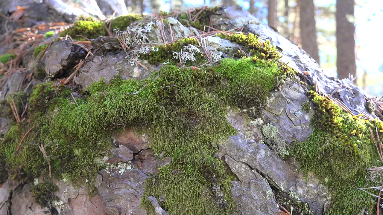 Primo piano di muschio verde che cresce sulla corteccia di un albero nella foresta