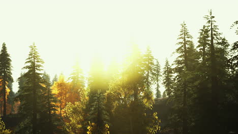 fir-trees-on-meadow-between-hillsides-with-conifer-forest-in-fog