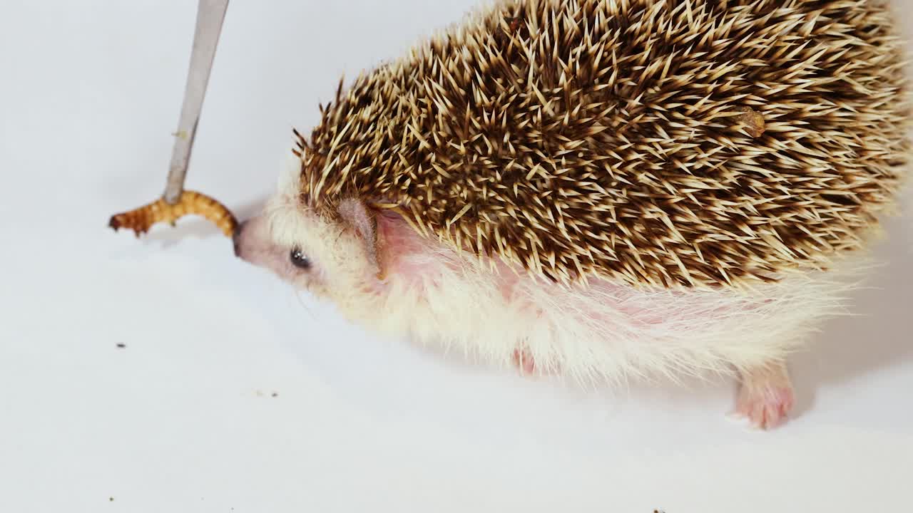Ein Igel isst in einem hellen Studio einen Mehlwurm von einer Metallpinzette