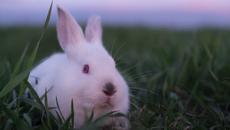 little rabbit deliciously eats green succulent grass