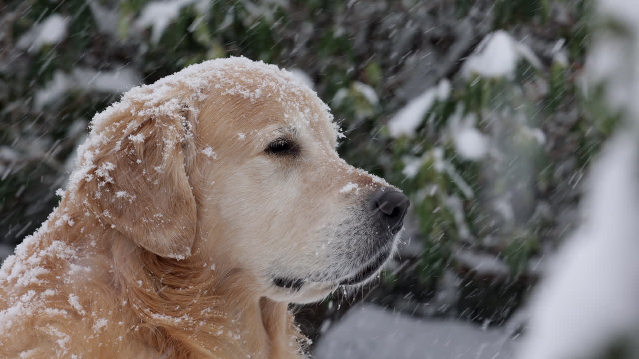 Cute golden retriever in heavy snowfall