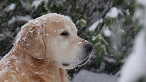 cute golden retriever in heavy snowfall