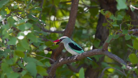 Woodland-Kingfisher-bird-perched-on-tree-branch,-eating-large-insect