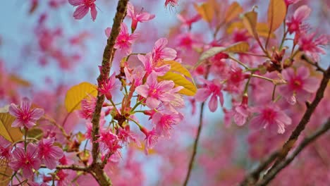 beautiful pink cherry blossoms