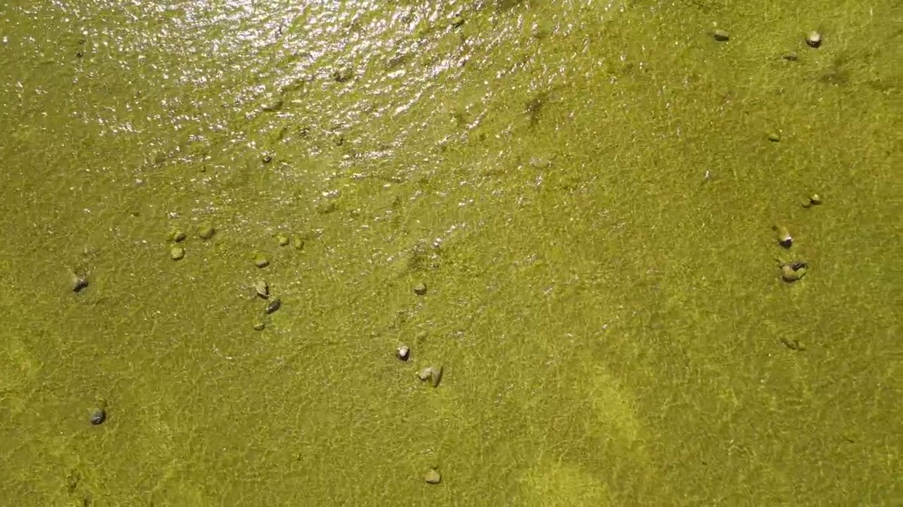 Vista aerea soleggiata dall'alto di una spiaggia poco profonda con acqua limpida, un fondale sabbioso coperto di alghe verdi e pietre sparse che riflettono la luce del sole, creando una texture increspata unica