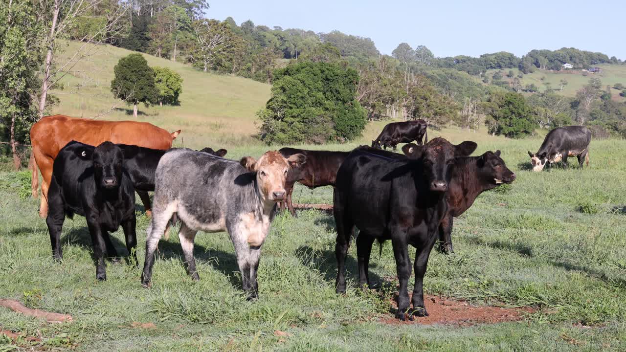vacas que se mueven y pastan pacíficamente en el pasto
