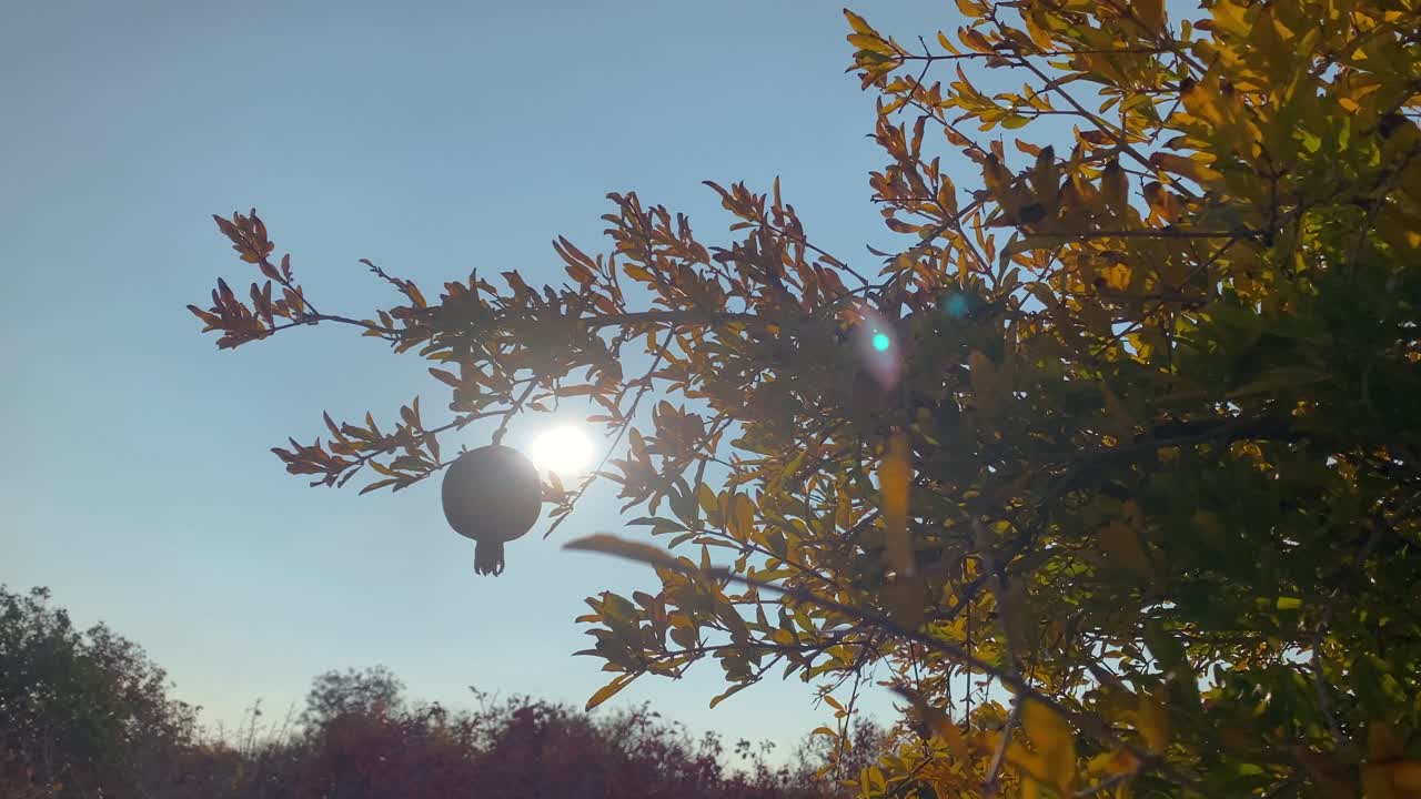 이란의 이나무 정원에서  ⁇ 은 날 빨간 익은 신선한 과일이 가을 시즌에 나무 가지에 매달려 수확 주 야즈드 사막 도시 아크다의 아나르 의식 역사적인 마을 점토 집 지역