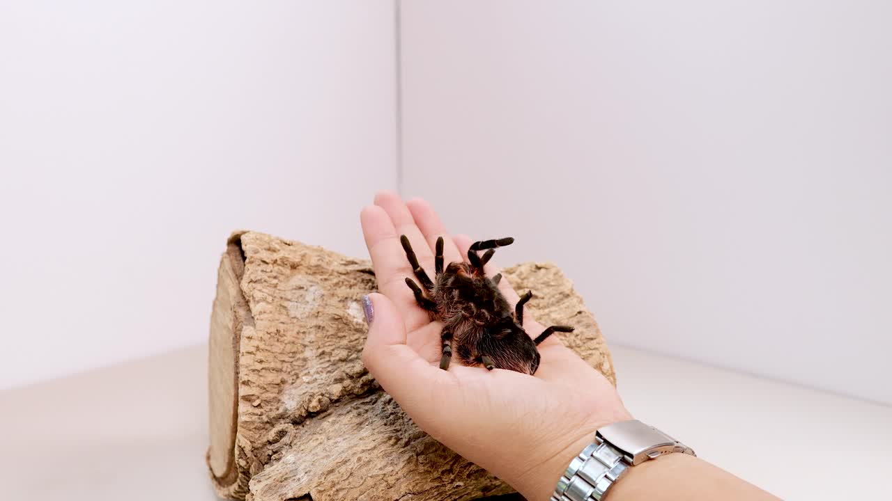 A tarantula moves across a person's hand in a bright, minimalist environment with a wooden log