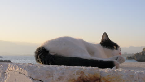 Alarmierte-Streunende-Katze-Im-Freien