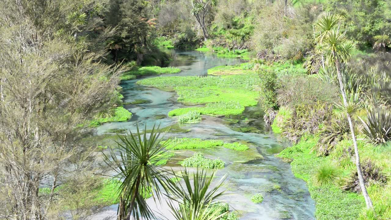 toma manual de manantiales azules cristalinos dentro de una naturaleza exuberante en la isla norte volcánica de nueva zelanda