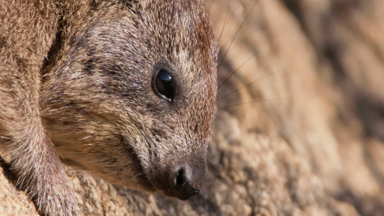 Procavia delle rocce che annusa al mattino