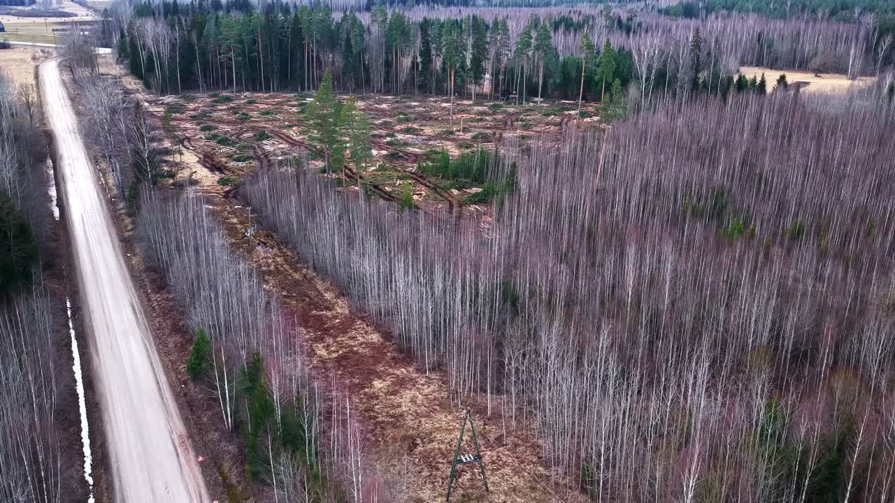 Logging cutting area with felled trees alongside a bare forest and a dirt road