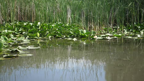 Wild-river-with-specific-vegetation-on-the-lake