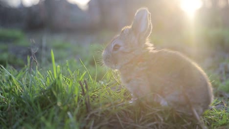 a cute rabbit in a grassy field at sunset