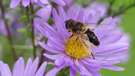 many purple asters symphyotrichum or new england aster swaying in low breeze, large fly on flower