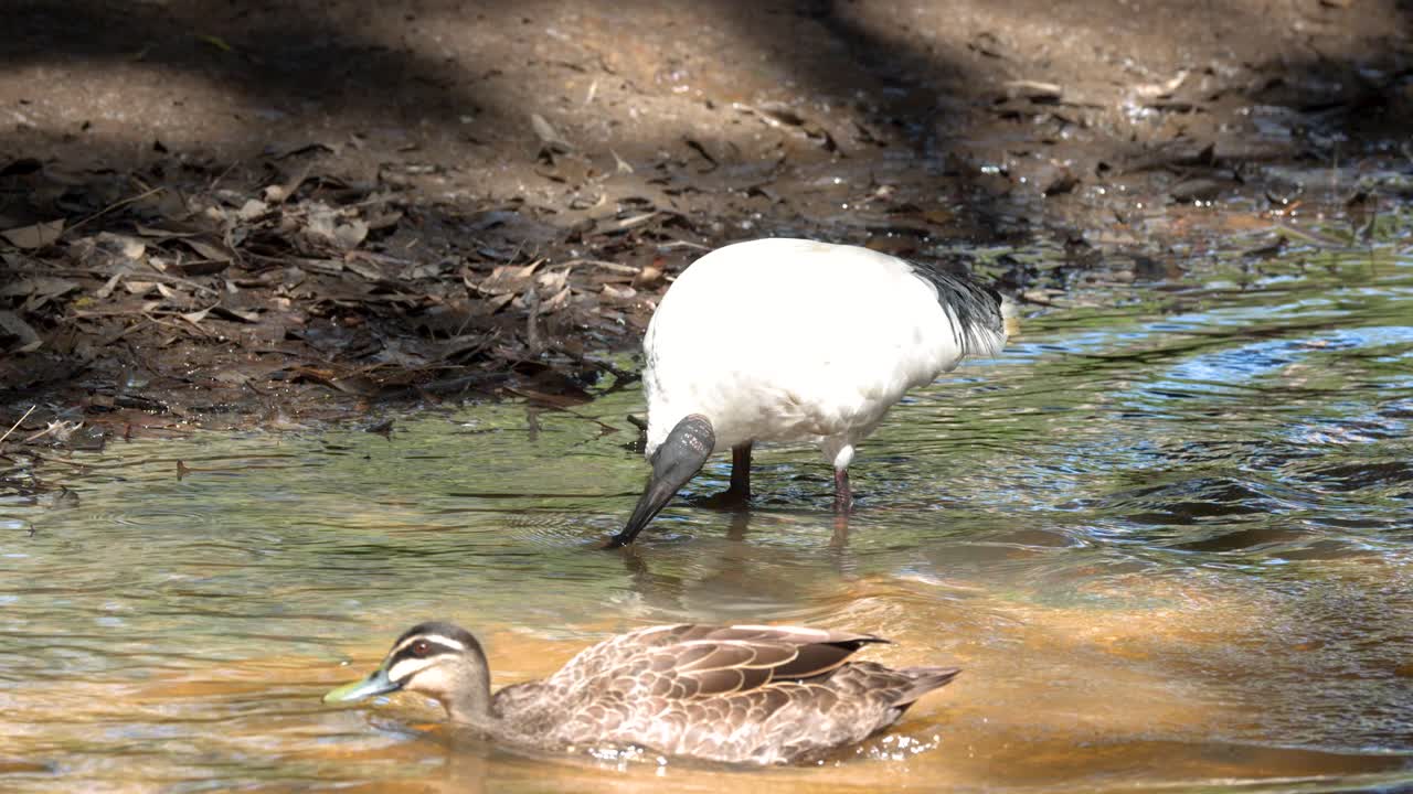 Un ibis bianco australiano e un'anatra nera del Pacifico cercano cibo in acque fluviali poco profonde