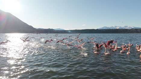 flock of flamingos taking flight over serene patagonian lake with snowy andes view, wildlife touris, argentina