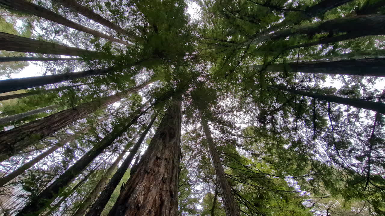 Guardando in alto tra le sequoie giganti nel Monumento Nazionale di Muir Woods in California, USA