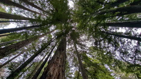 Looking-Up-Into-Giant-Redwood-Trees-In-Muir-Woods-National-Monument-In-California,-USA