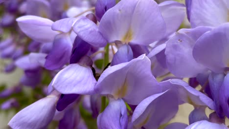 bee collecting pollen from beautiful chinese wisteria flowers in bloom