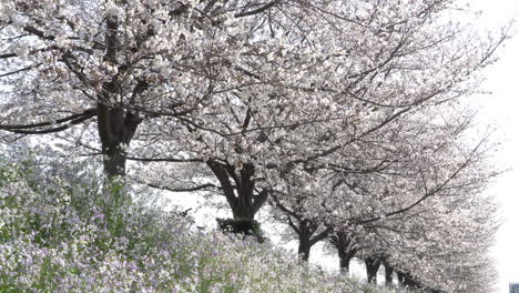 a nice blend of sakura flower and cuckoo flower on a spring day