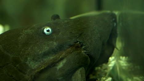 extreme close up of the face and eye of a black suckermouth catfish blue eyed pleco sucking on the side on the side glass of an aquarium