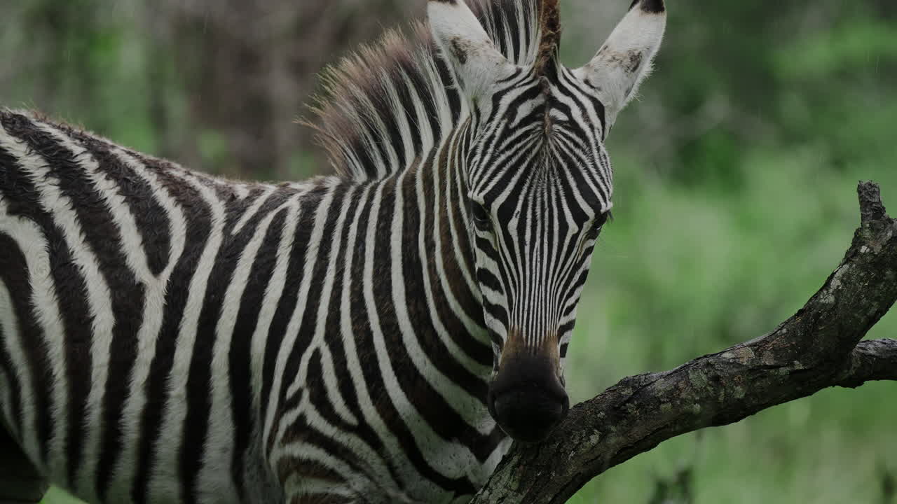 Baby Zebra in the Savannah