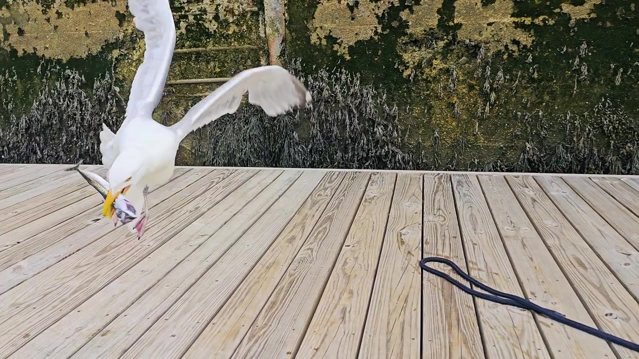 Primo piano di un gabbiano che atterra su un molo di un porto turistico con un pesce nel becco, poi si nutre della preda vicino a un frangiflutti consumato, mostrando una drammatica azione di caccia di uccelli marini vicino all'acqua