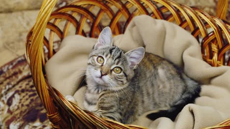 Striped-kitten-sitting-in-a-basket