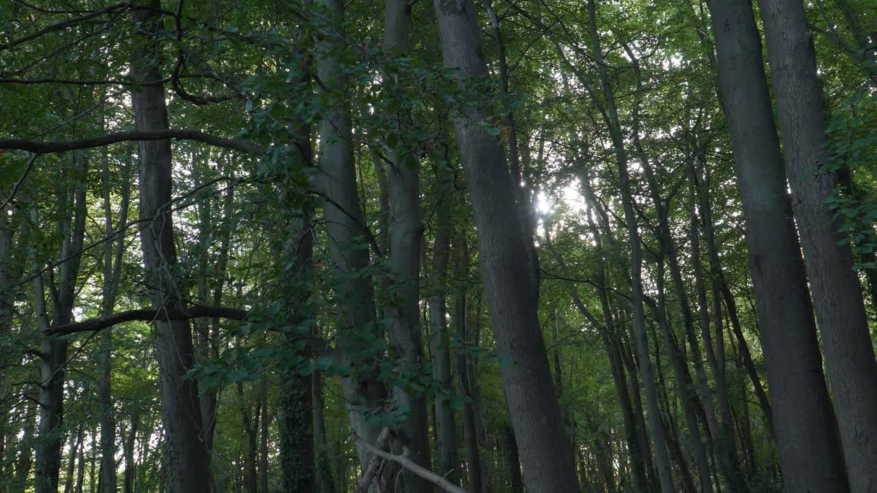 Close up view of some tree trunks and tree tops dancing with the wind with some sun rays crossing the tree forest to illuminate it. 4K, 30 fps. steady camera