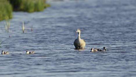 medium static shot of a mother goose with four goslings in the shallows of an estuary