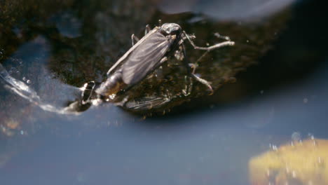 Mosquito-Que-No-Muerde-En-La-Superficie-Del-Agua,-Posiblemente-Poniendo-Huevos,-Con-Exuvia-Detrás,-Moviéndose-Suavemente-Con-La-Brisa-Bajo-Un-Sol-Brillante.