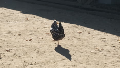 Slow-motion-wide-shot-of-a-chicken-walking-in-the-sun