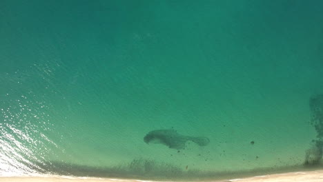 High-Aerial-Rotational-Drone-Fly-Over-Footage-of-green-emerald-ocean-with-swarm-of-baitfish-at-Cabo-San-Lucas,-Mexico