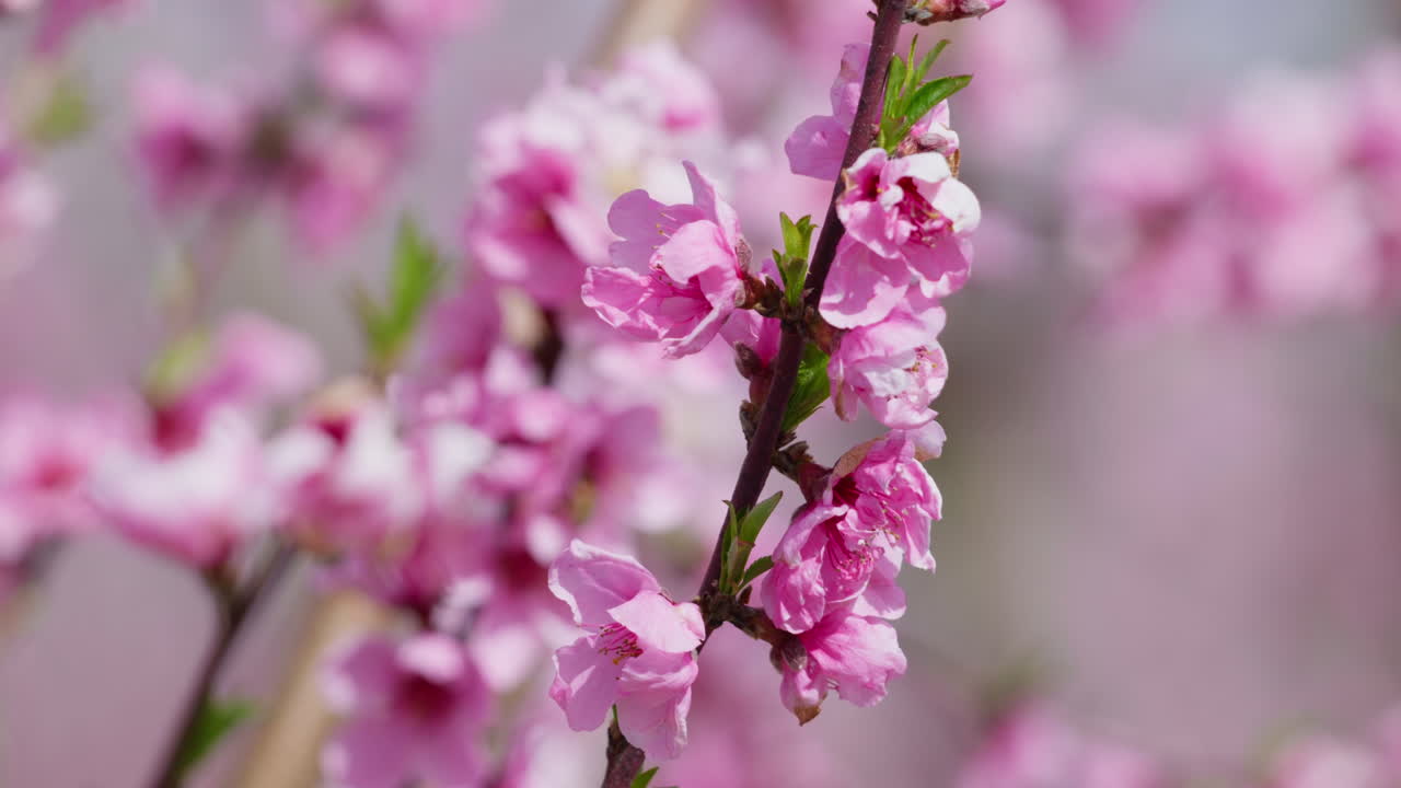 Peach Pink Petals Blow in the Spring Wind