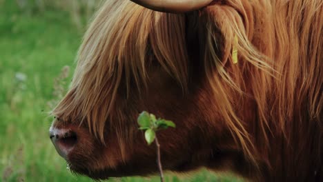 highland cattle is on meadow