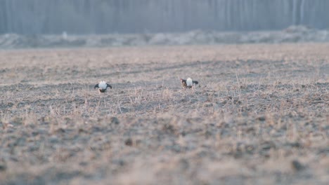 una pareja de gallinas negras están luchando, lequeando durante la temporada de apareamiento de primavera a la luz de la mañana temprano