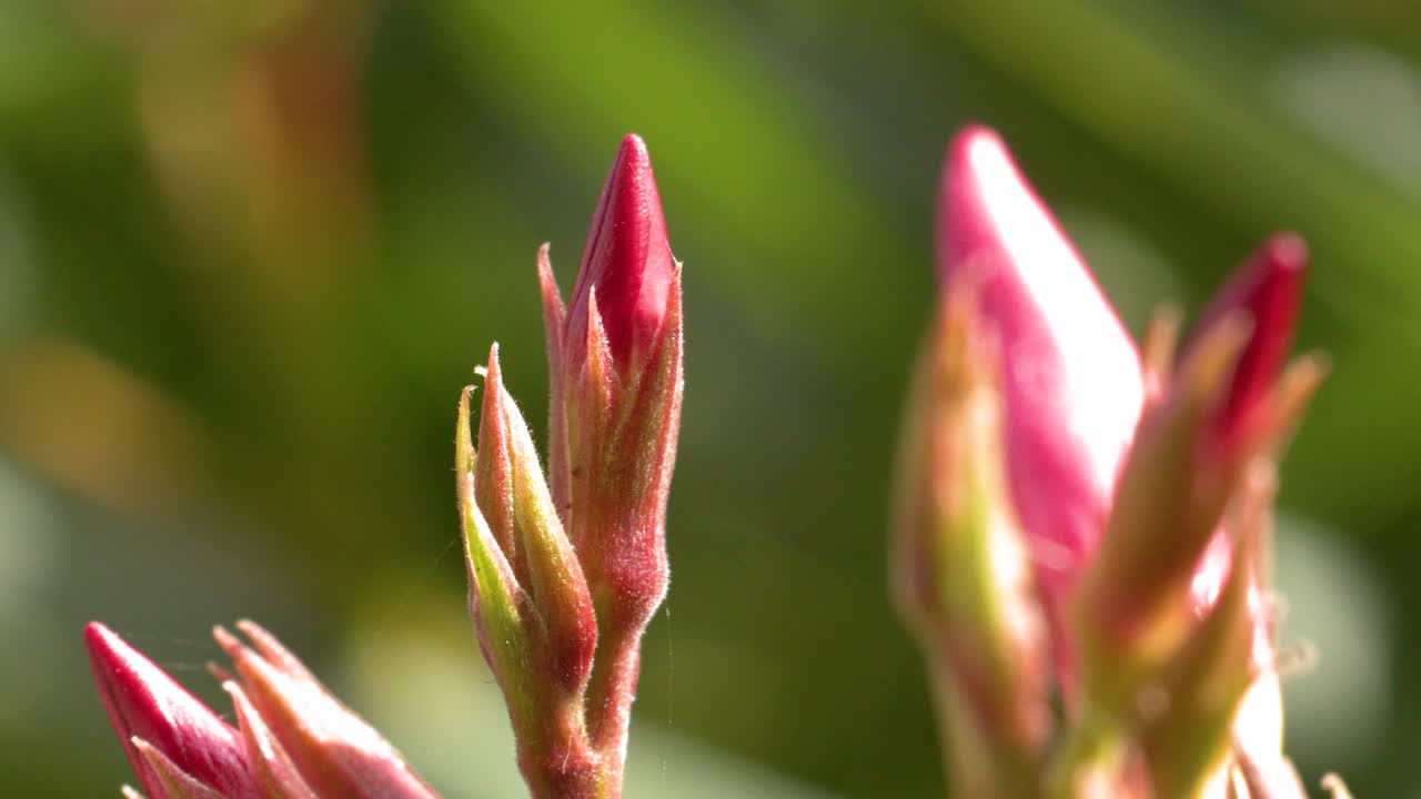 Pink Nerium Oleander buds gently sway outdoors, captured in macro with soft natural sunlight