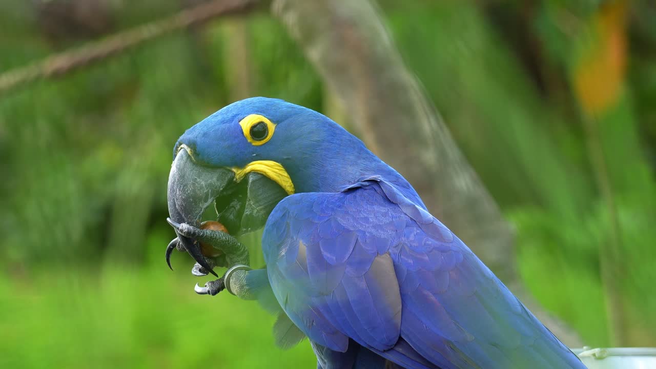 Uma arara-azul (Anodorhynchus hyacinthinus) segura uma noz em sua garra, quebra a casca com o bico e se alimenta dela, em close-up.