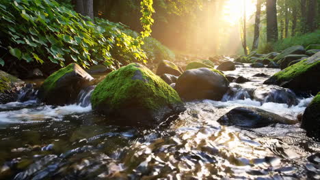 forest stream at sunrise/sunset