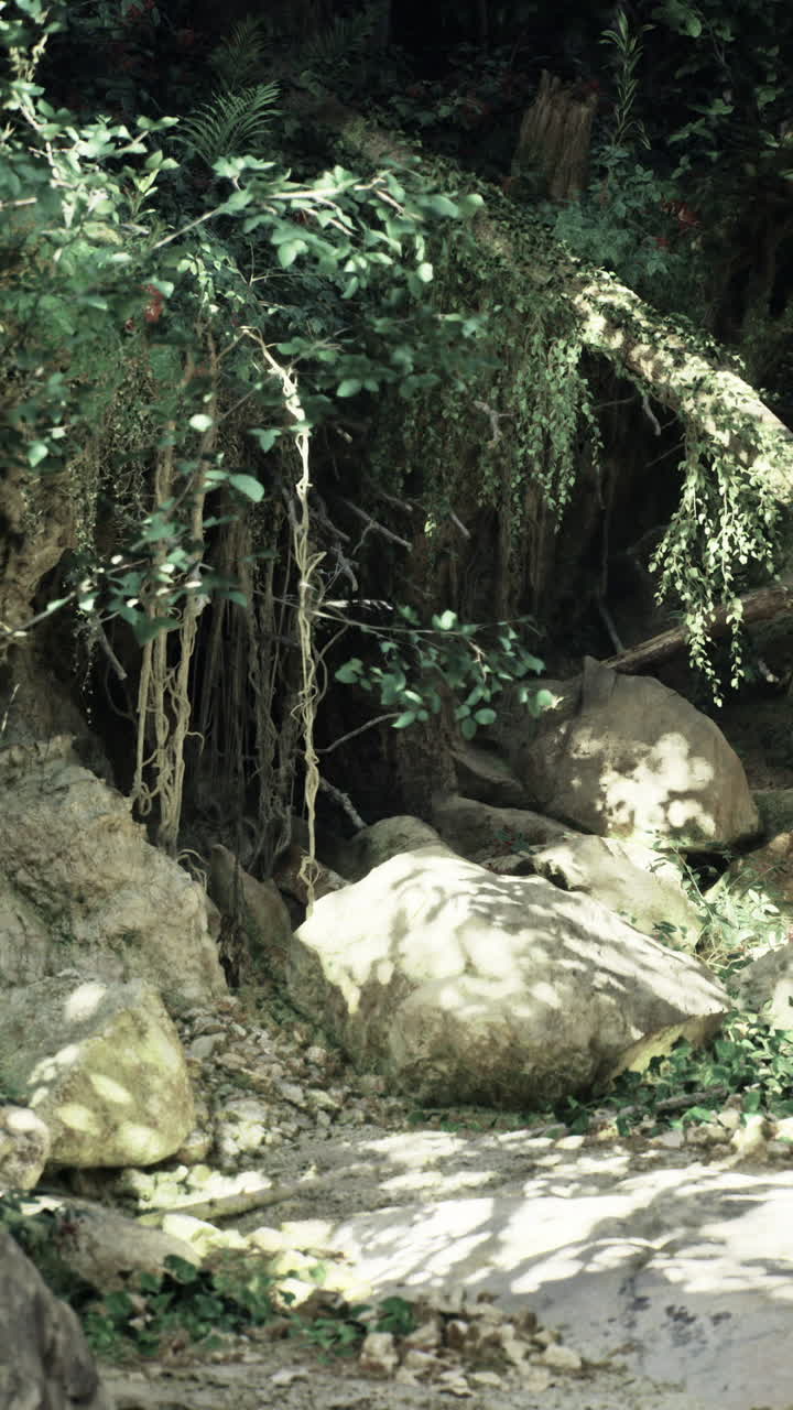Hidden jungle path reveals lush greenery and rocky terrain in natural light