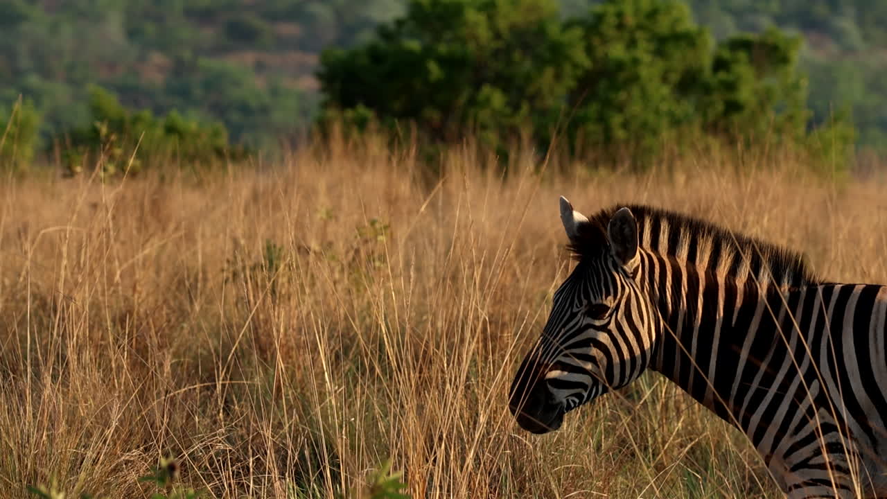 Lone Burchell's zebra in tall grass of field backlit by sunset in bushveld