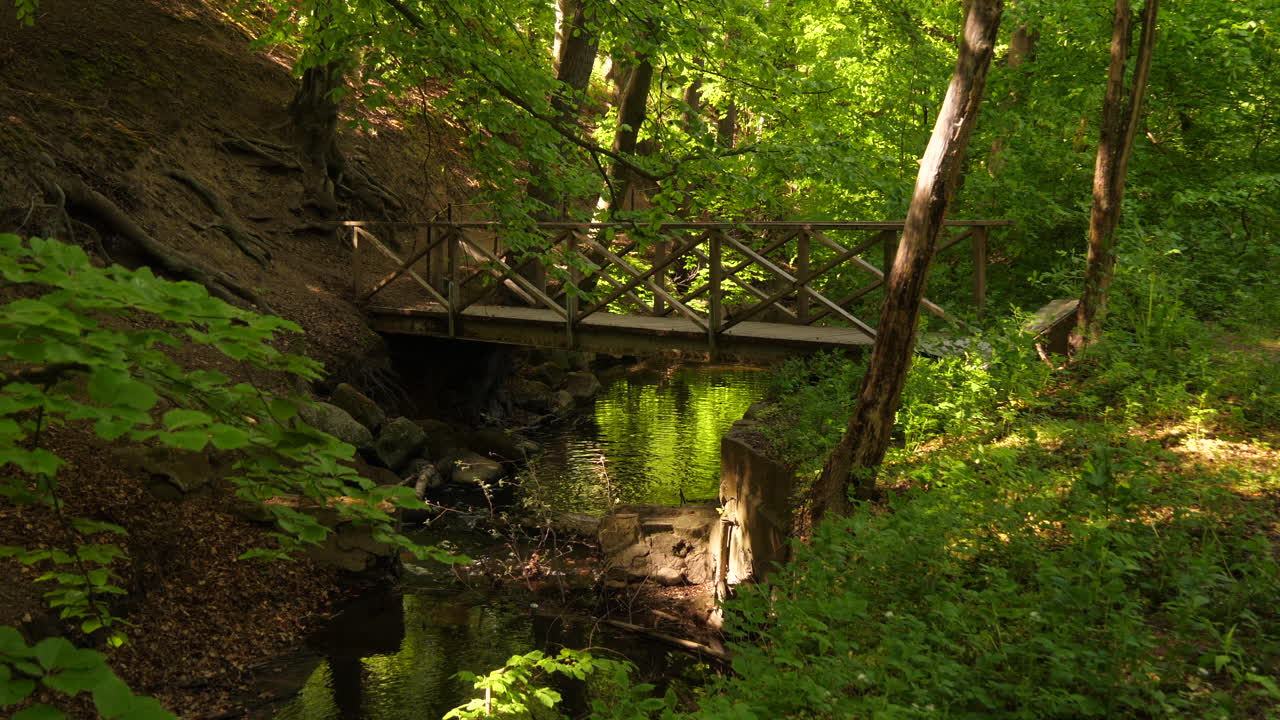 puente en un bosque verde