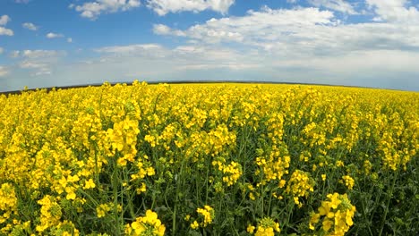 Hermosas-Flores-De-Colza-Florecen-Vibrantemente-En-El-Campo-De-Gran-Angular